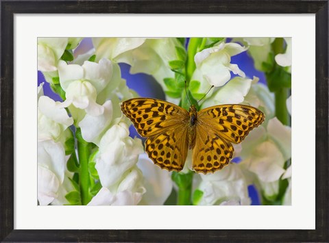 Framed European Silver-Washed Fritillary Butterfly On Snapdragon Flower Print