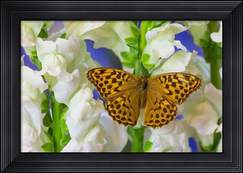 Framed European Silver-Washed Fritillary Butterfly On Snapdragon Flower Print