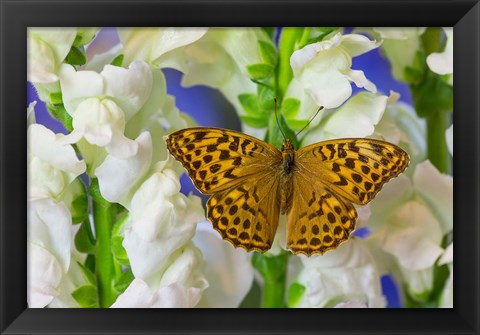 Framed European Silver-Washed Fritillary Butterfly On Snapdragon Flower Print