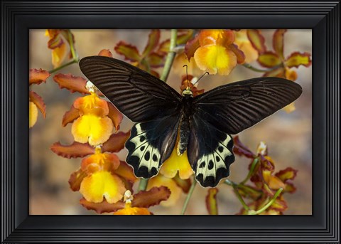 Framed Priapus Batwing Swallowtail Butterfly From SE Asia Print