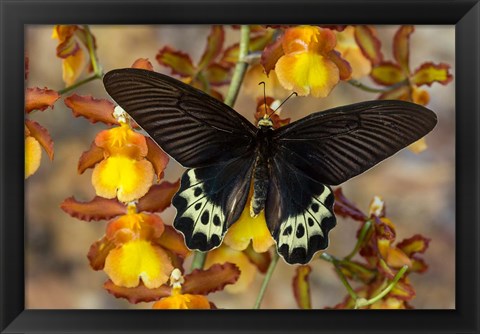 Framed Priapus Batwing Swallowtail Butterfly From SE Asia Print