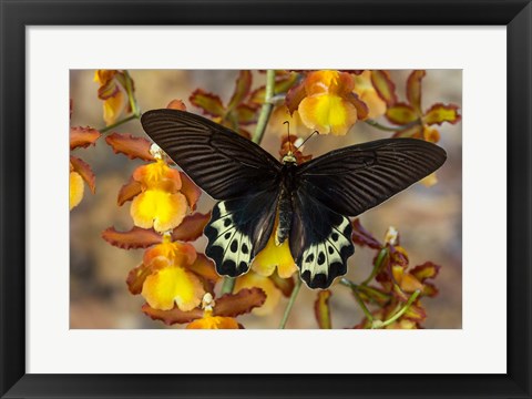 Framed Priapus Batwing Swallowtail Butterfly From SE Asia Print