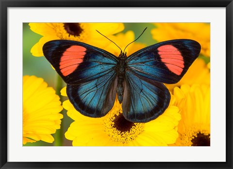 Framed Painted Beauty Butterfly From The Amazon Region Print