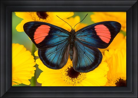 Framed Painted Beauty Butterfly From The Amazon Region Print