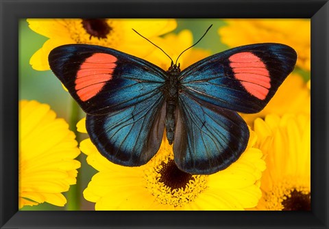 Framed Painted Beauty Butterfly From The Amazon Region Print