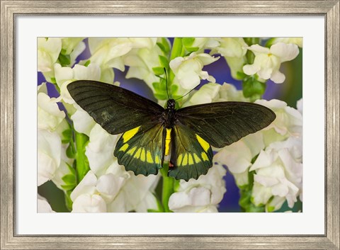 Framed Belus Swallowtail Butterfly On White And Yellow Snapdragon Flower Print