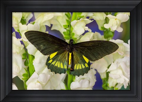 Framed Belus Swallowtail Butterfly On White And Yellow Snapdragon Flower Print
