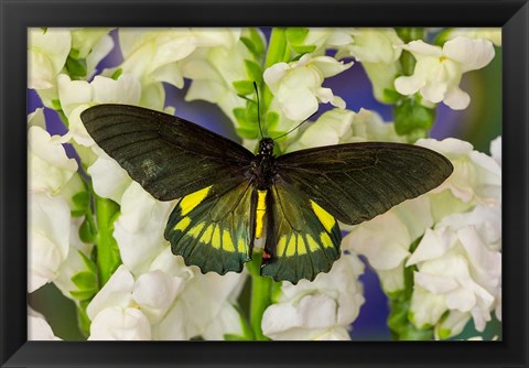 Framed Belus Swallowtail Butterfly On White And Yellow Snapdragon Flower Print