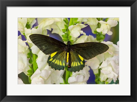 Framed Belus Swallowtail Butterfly On White And Yellow Snapdragon Flower Print