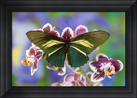 Framed Crassus Swallowtail Butterfly Print