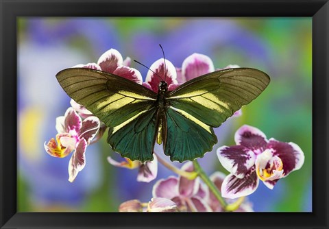 Framed Crassus Swallowtail Butterfly Print
