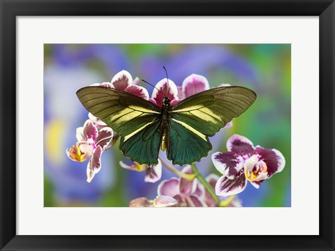 Framed Crassus Swallowtail Butterfly Print