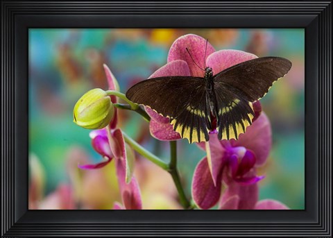 Framed Butterfly Battus Streckerianus From Central And South America Print