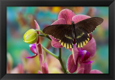 Framed Butterfly Battus Streckerianus From Central And South America Print