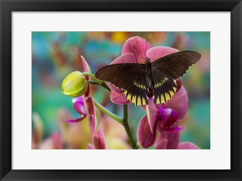 Framed Butterfly Battus Streckerianus From Central And South America Print