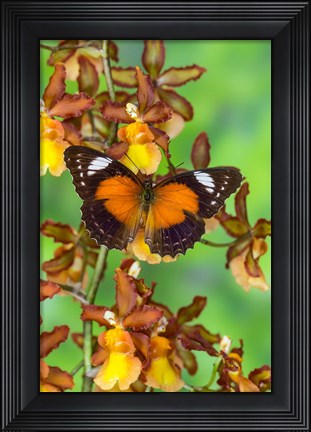 Framed Leopard Lacewing Butterfly Print