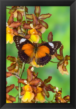 Framed Leopard Lacewing Butterfly Print