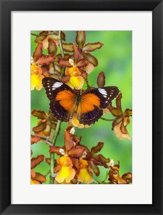 Framed Leopard Lacewing Butterfly Print