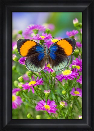 Framed Star Sapphire Butterfly Print