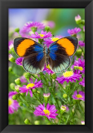 Framed Star Sapphire Butterfly Print