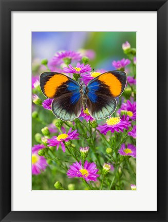 Framed Star Sapphire Butterfly Print