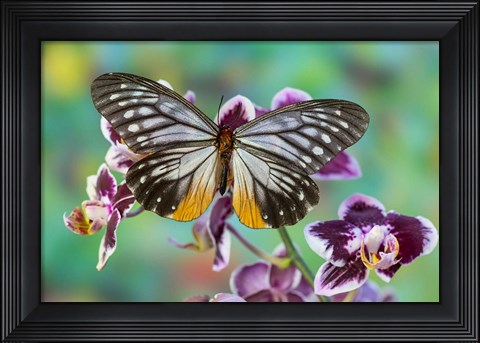 Framed Butterfly Calinaga Buddha, The Freak Print