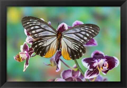 Framed Butterfly Calinaga Buddha, The Freak Print