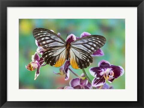 Framed Butterfly Calinaga Buddha, The Freak Print