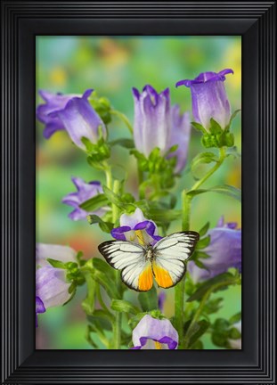 Framed Orange Gull Butterfly Print