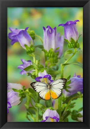 Framed Orange Gull Butterfly Print