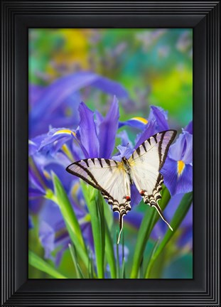Framed Short-Lined Kite Swallowtail Print
