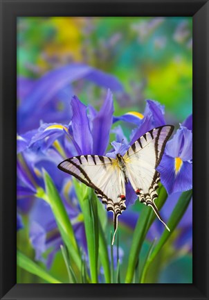 Framed Short-Lined Kite Swallowtail Print
