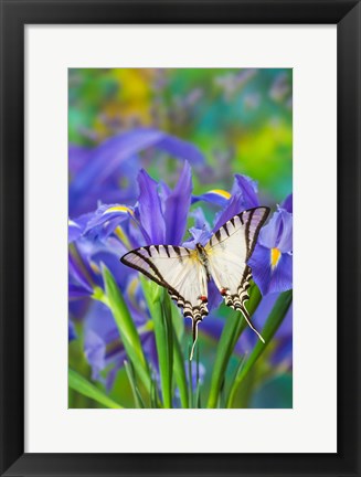 Framed Short-Lined Kite Swallowtail Print