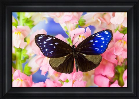 Framed Butterfly The Striped Blue Crow Print
