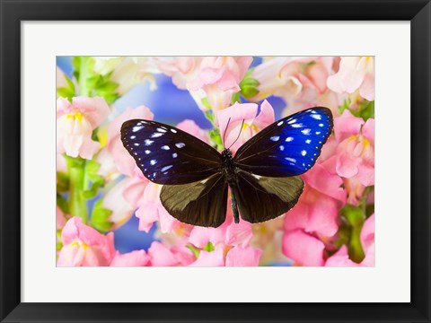 Framed Butterfly The Striped Blue Crow Print