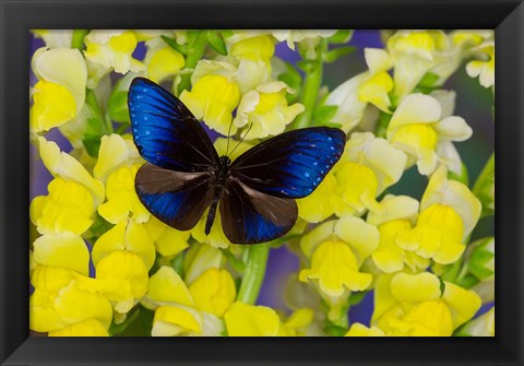 Framed Blue Crow Butterfly Print