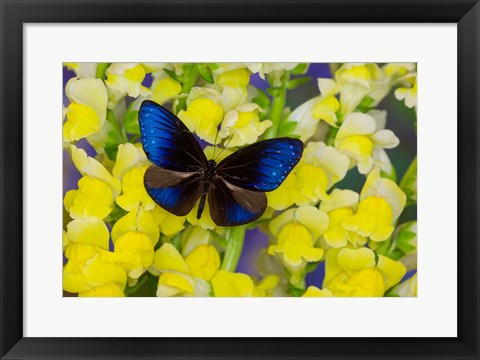 Framed Blue Crow Butterfly Print