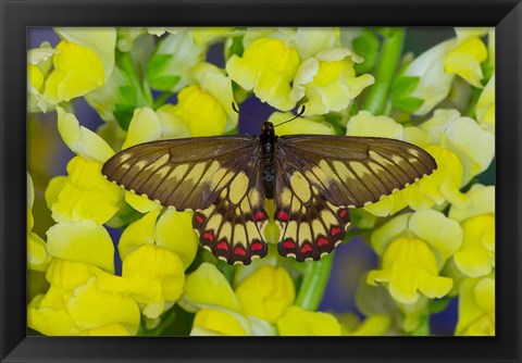 Framed Butterfly Eurytides Corethus In The Papilionidae Family Print