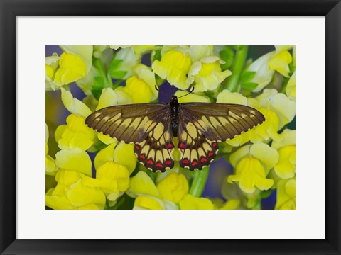 Framed Butterfly Eurytides Corethus In The Papilionidae Family Print