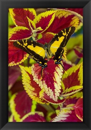 Framed Orange Kite Swallowtail Butterfly Print