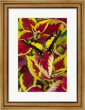Framed Orange Kite Swallowtail Butterfly Print