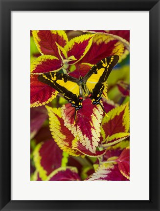 Framed Orange Kite Swallowtail Butterfly Print