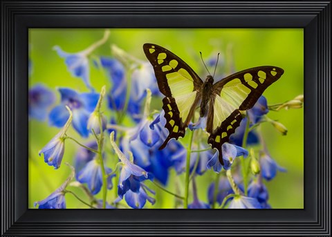 Framed Glassy Bluebottle Butterfly Print
