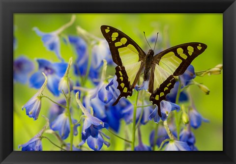 Framed Glassy Bluebottle Butterfly Print