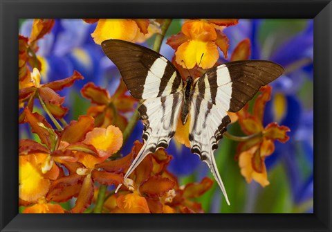 Framed Graphium Dorcus Butongensis Or The Tabitha&#39;s Swordtail Butterfly Print