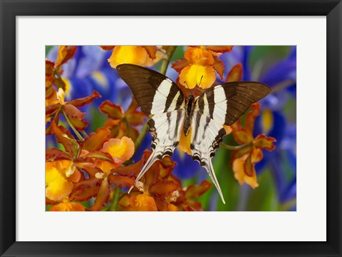 Framed Graphium Dorcus Butongensis Or The Tabitha&#39;s Swordtail Butterfly Print