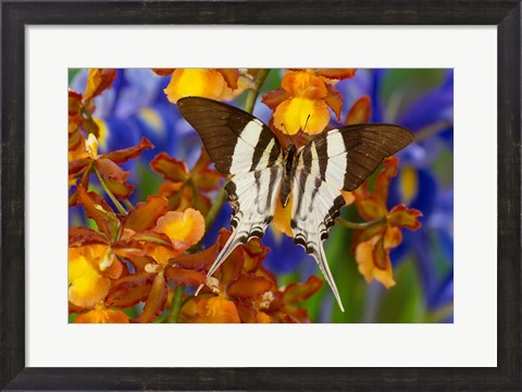 Framed Graphium Dorcus Butongensis Or The Tabitha&#39;s Swordtail Butterfly Print