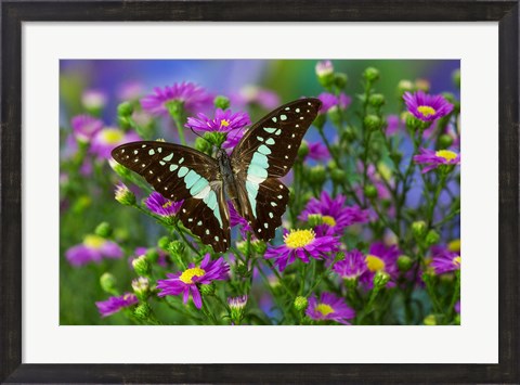 Framed Lesser Jay Butterfly Print