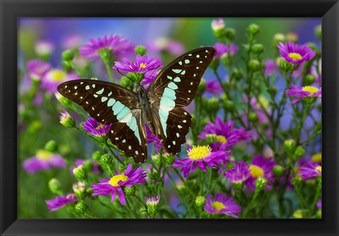 Framed Lesser Jay Butterfly Print