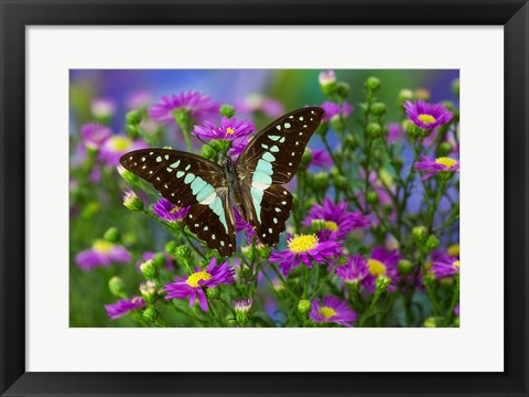 Framed Lesser Jay Butterfly Print